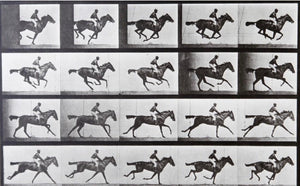 EADWEARD MUYBRIDGE (British, 1830-1904) Horse at Gallup, 1979.